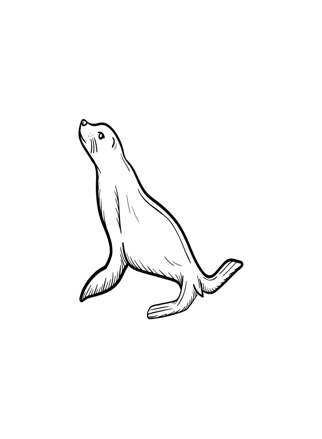 Lobo marino de foca