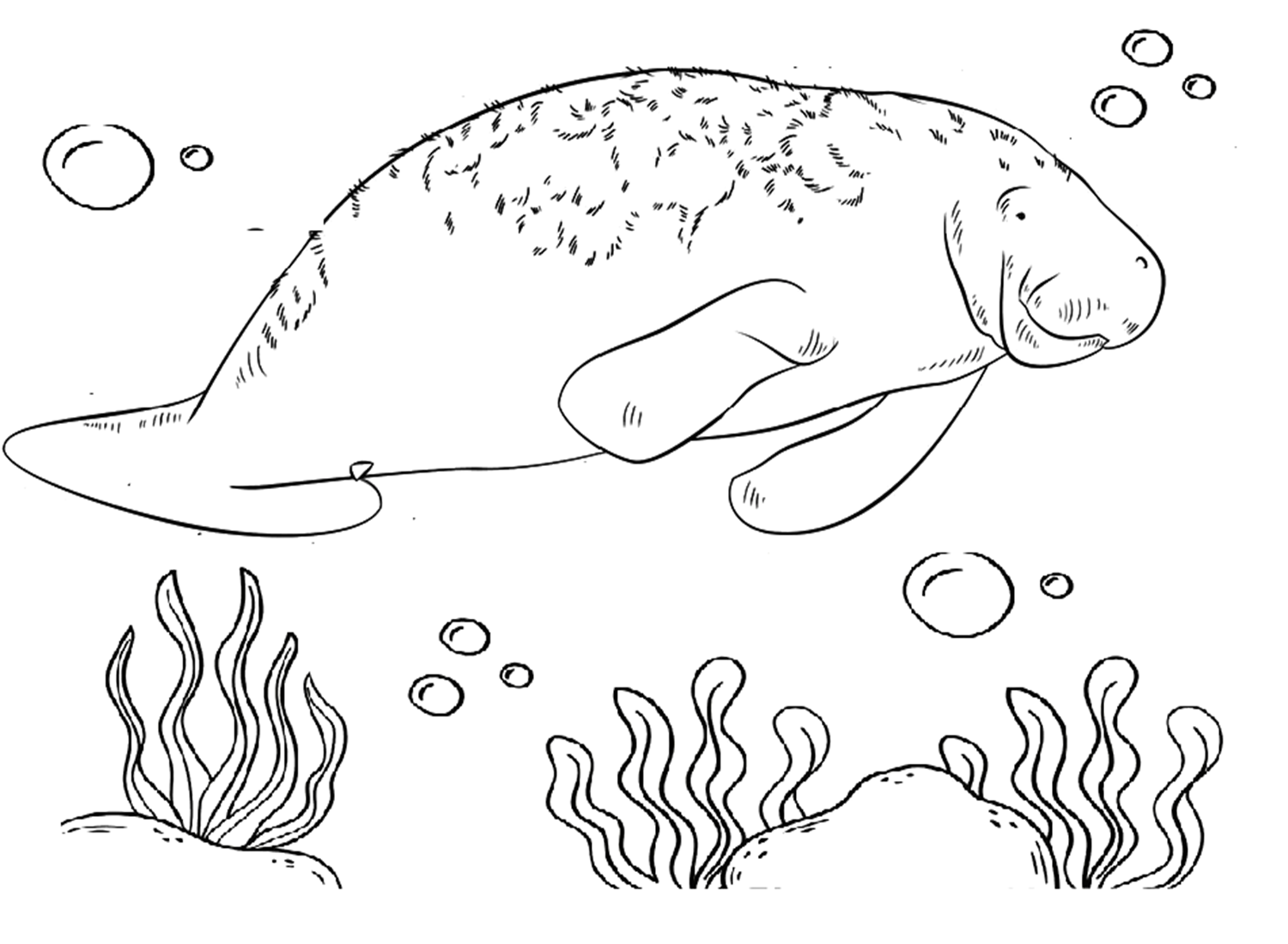خروف البحر العملاق من خروف البحر