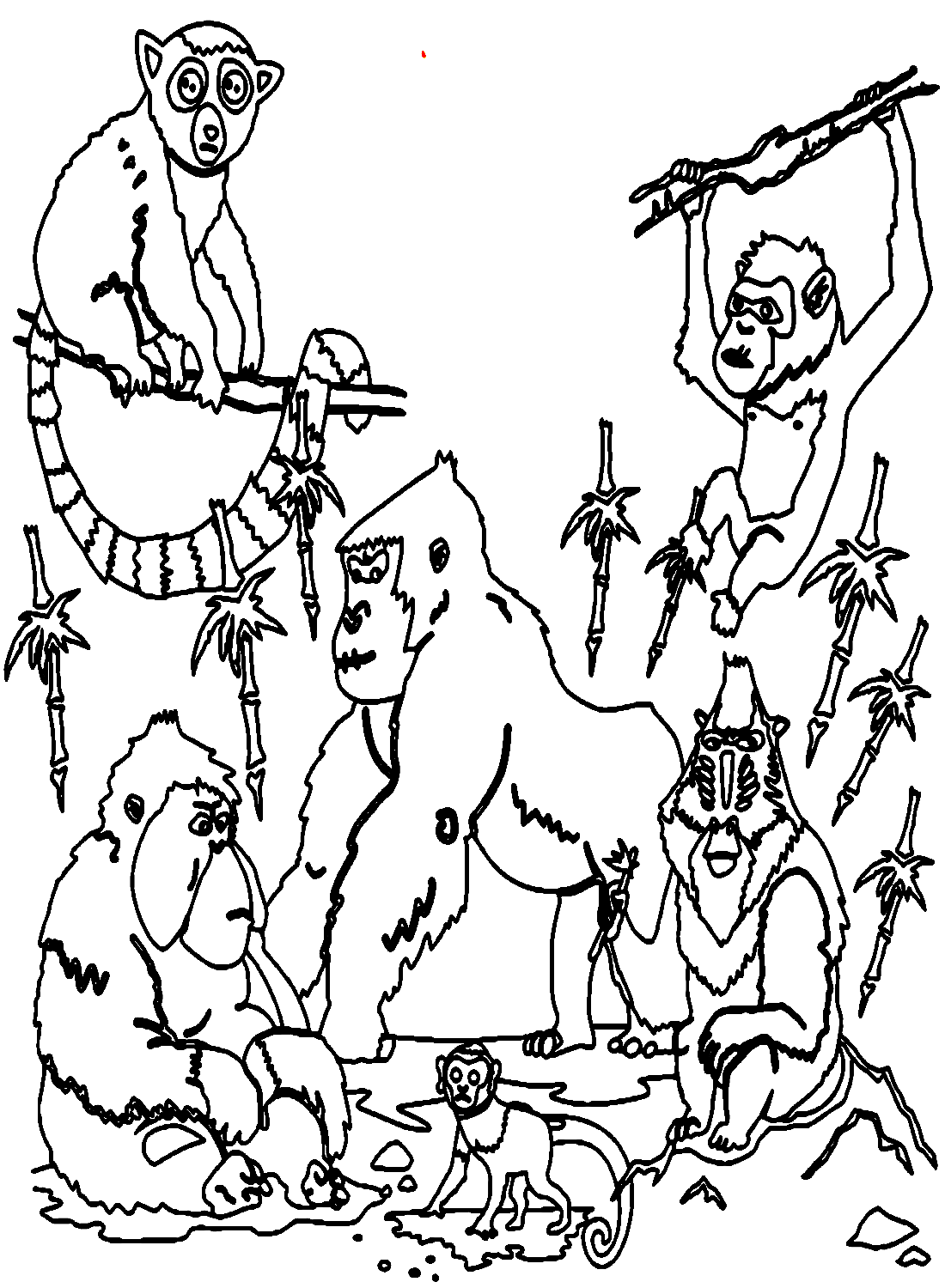 الغوريلا والقرود من الغوريلا