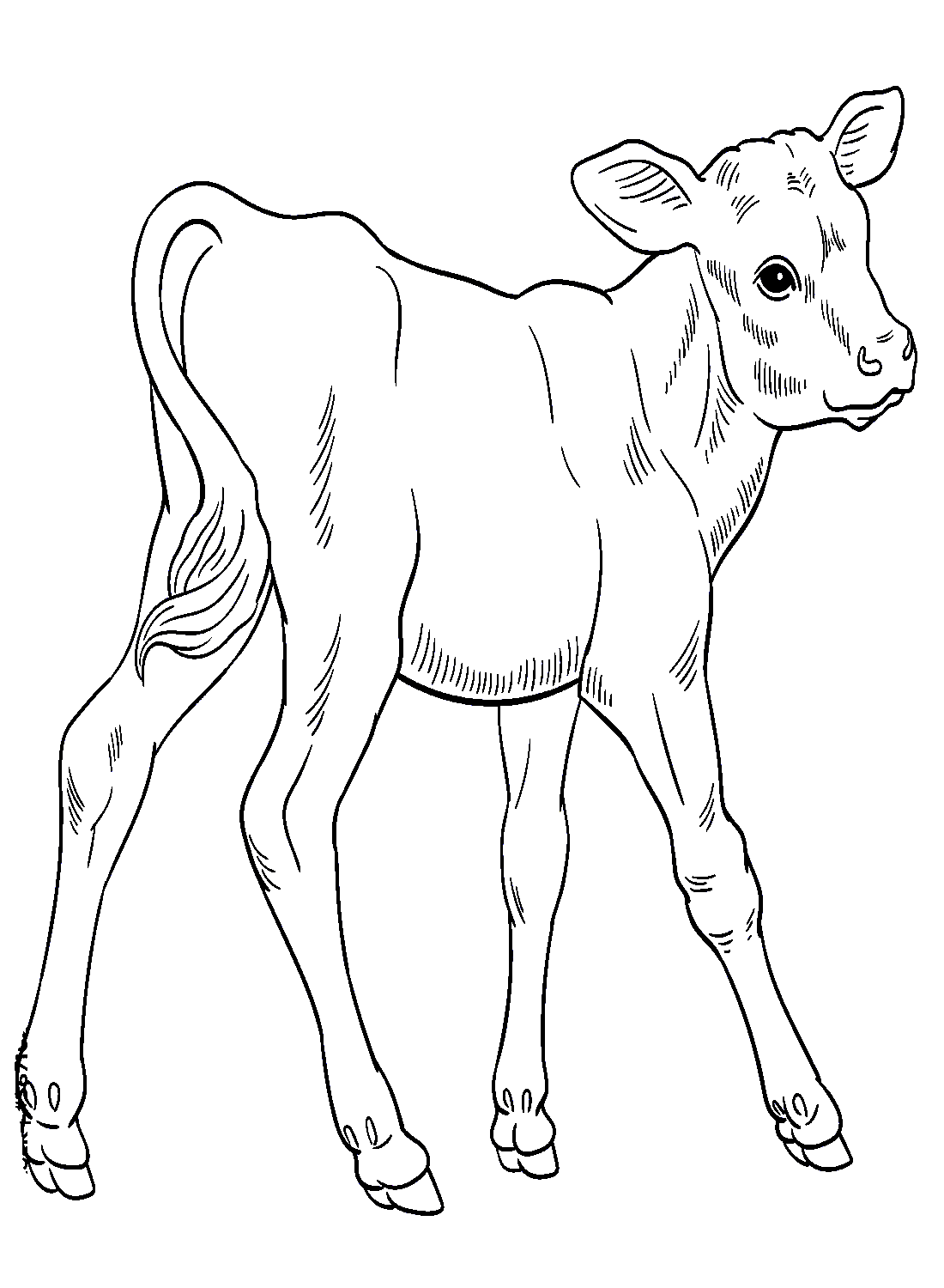 Ручной рисунок теленка из теленка