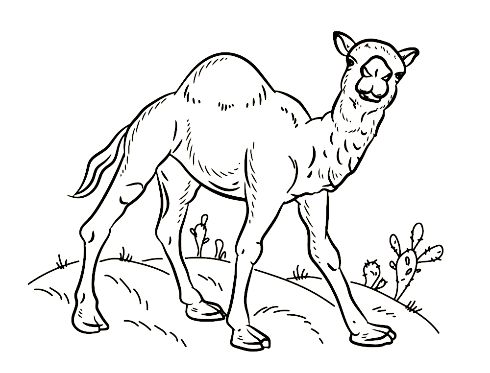 Imagen de un camello de dibujos animados de Camel