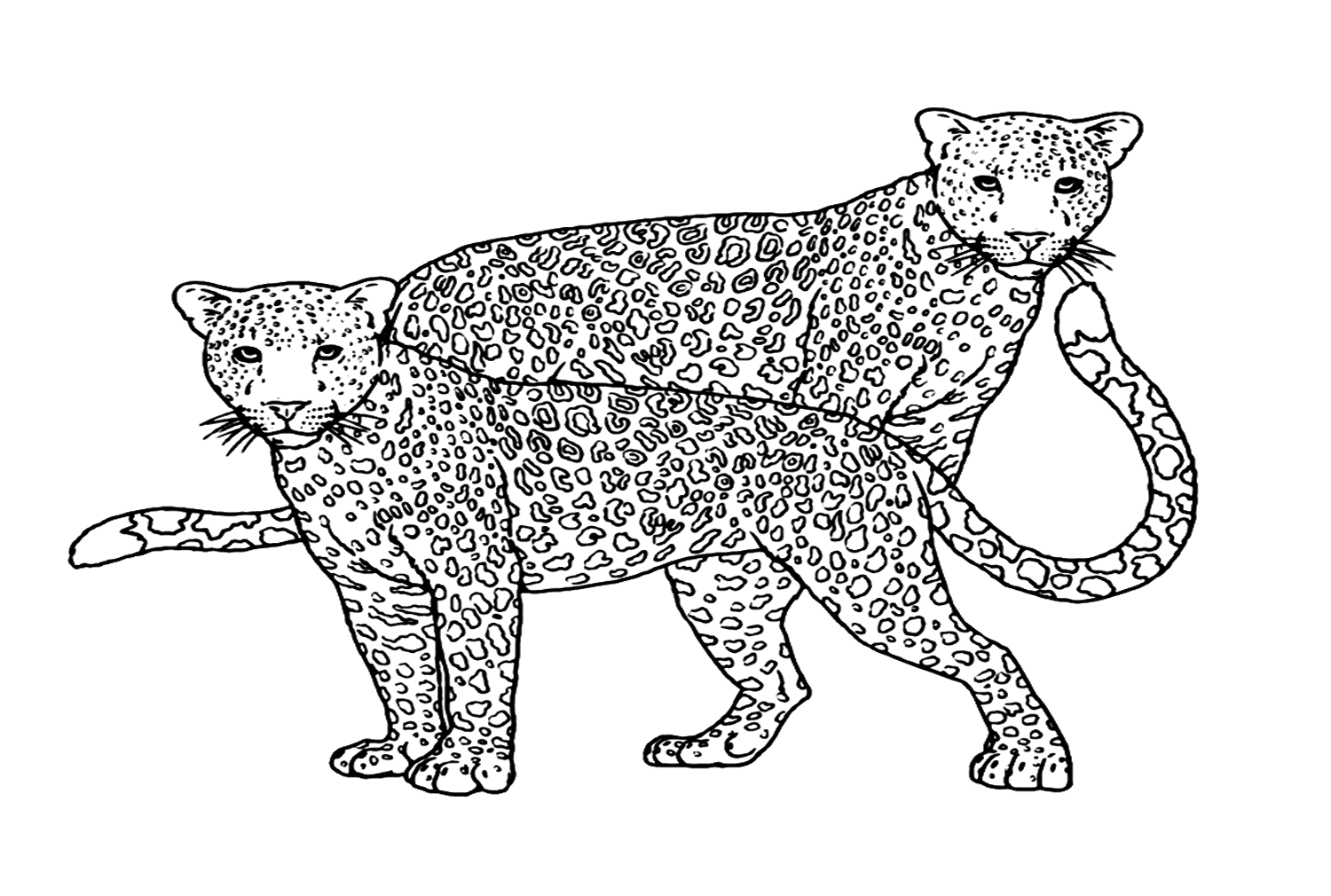Leopard Couple Coloring Page