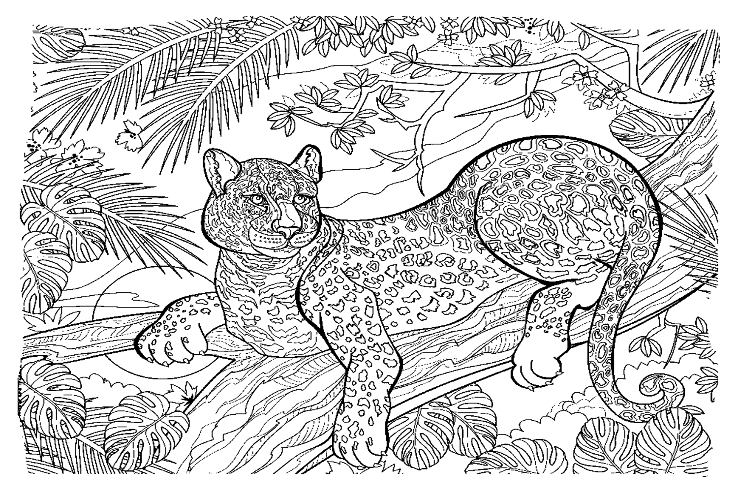 Leopard Lying In The Forest Coloring Page - Free Printable Coloring Pages