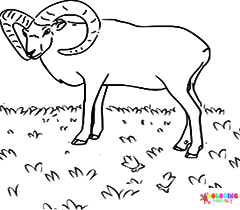 Mouflon Coloring Pages