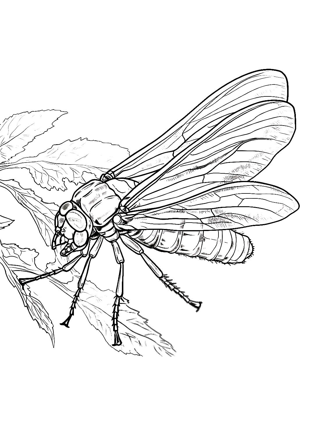 Afdrukbare cicade van Cicada