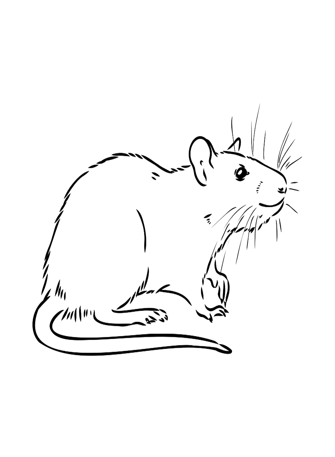 Rat In Realistic Style Coloring Pages