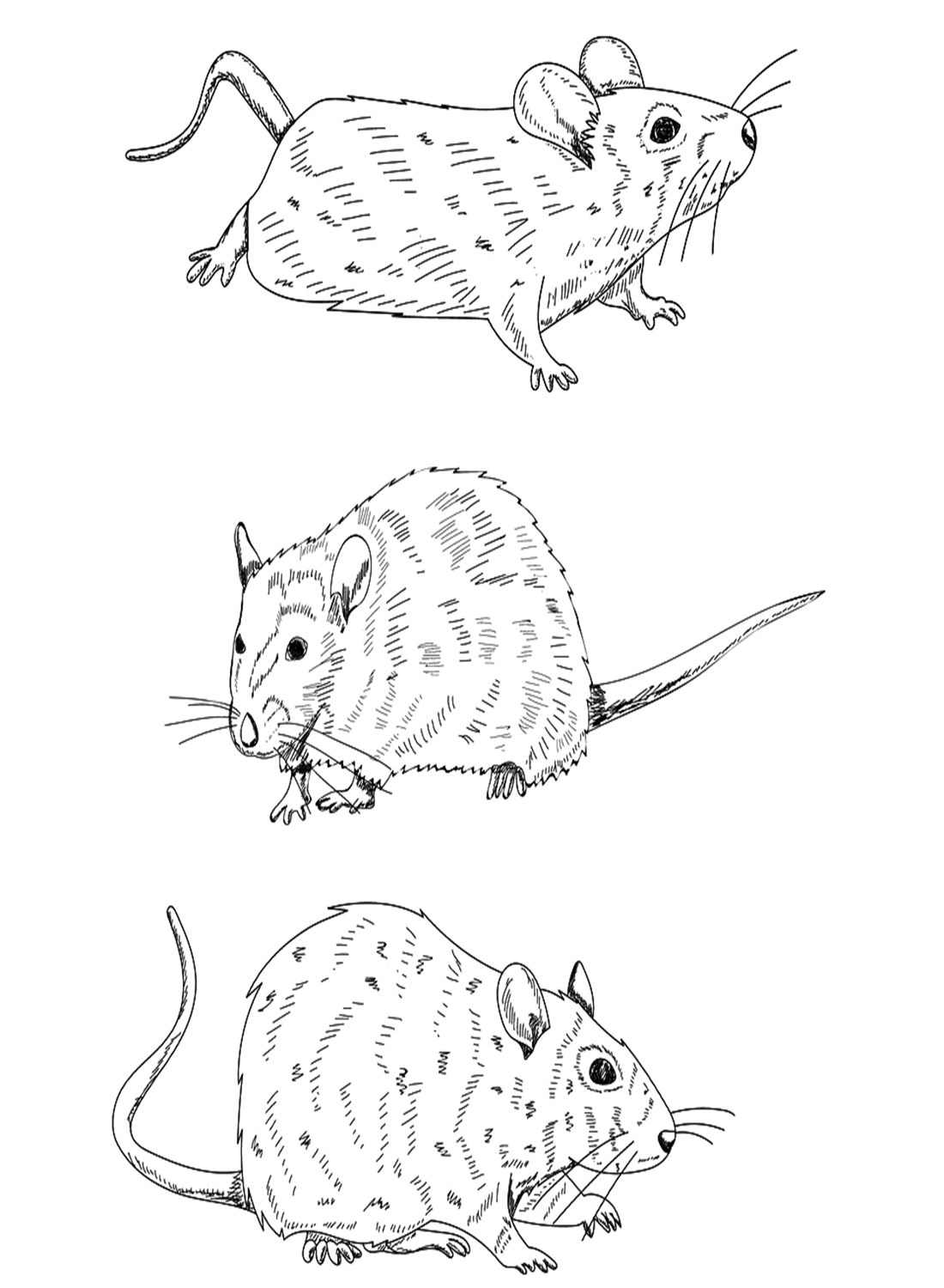 Крысиные позы от Крысы