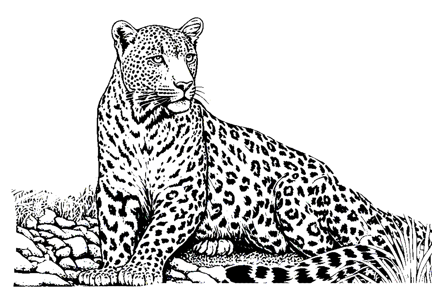 Realistic Leopard from Leopard