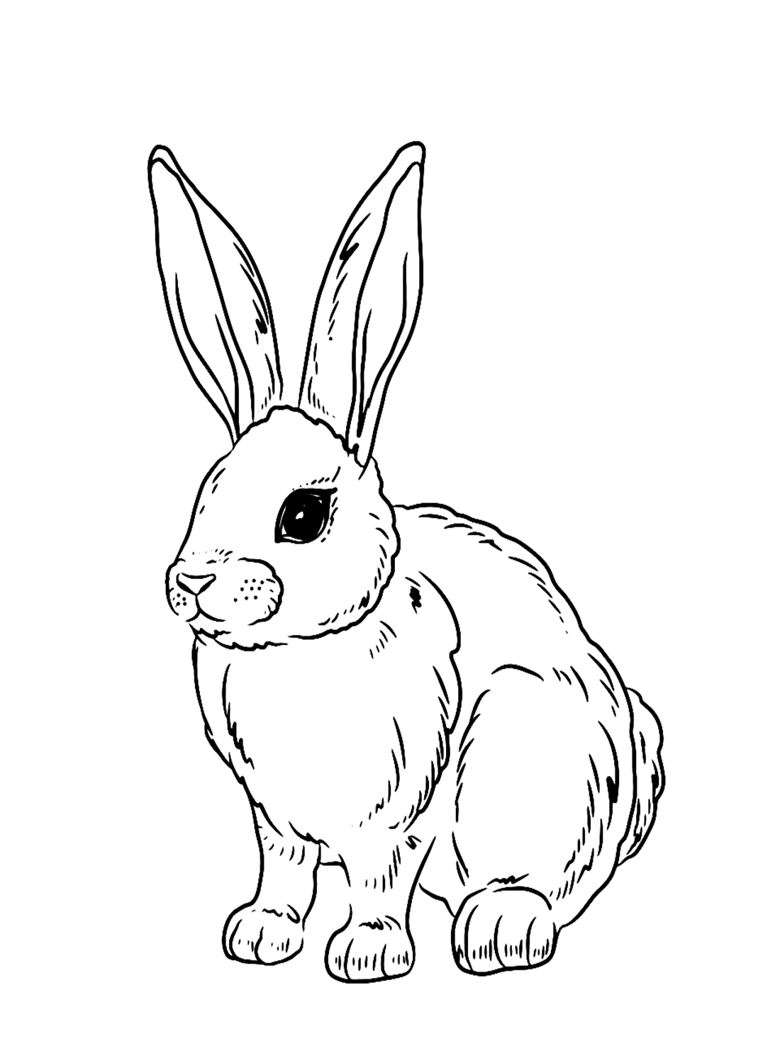 Rabbit Coloring Pages Bunny Template Printable Hop Drawing Animal ...