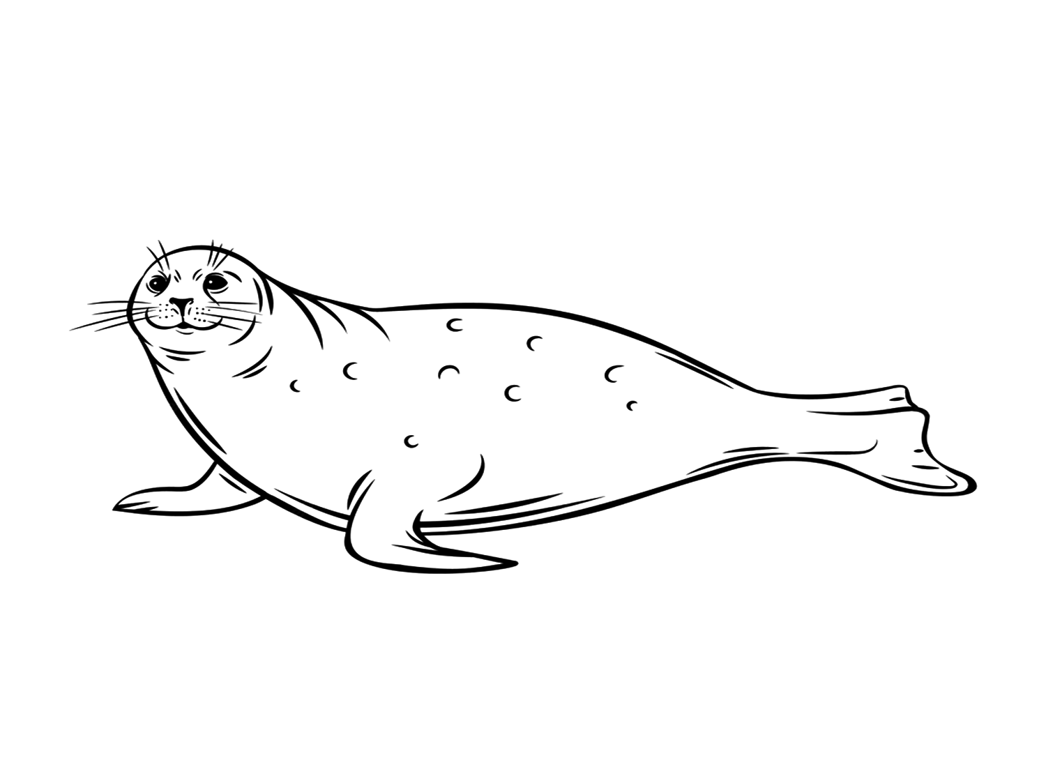 Zeekalfzeehond van Seal