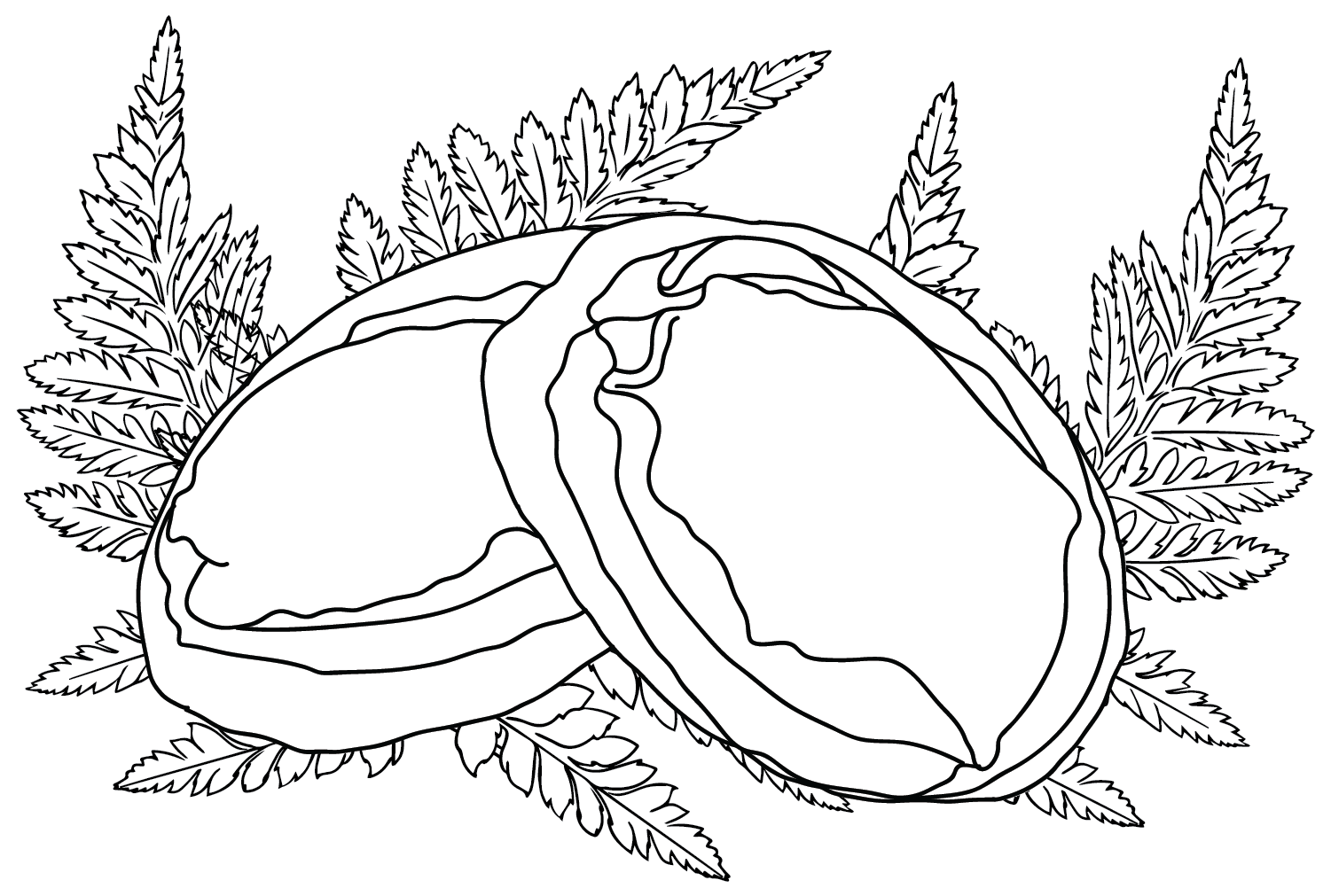 Abalone Coloring Page from Abalone