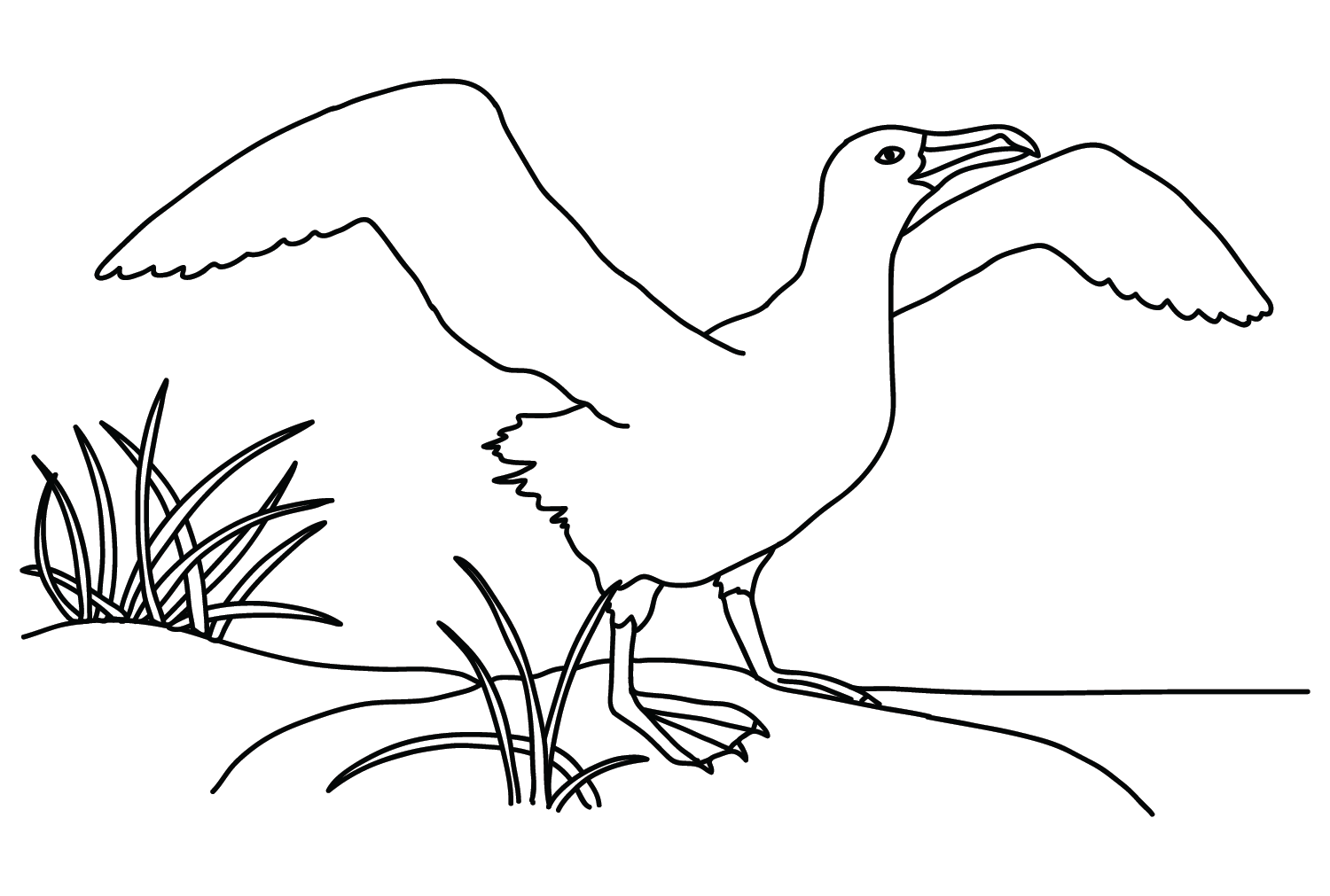 Раскраска Альбатрос, которую можно бесплатно распечатать от Albatross