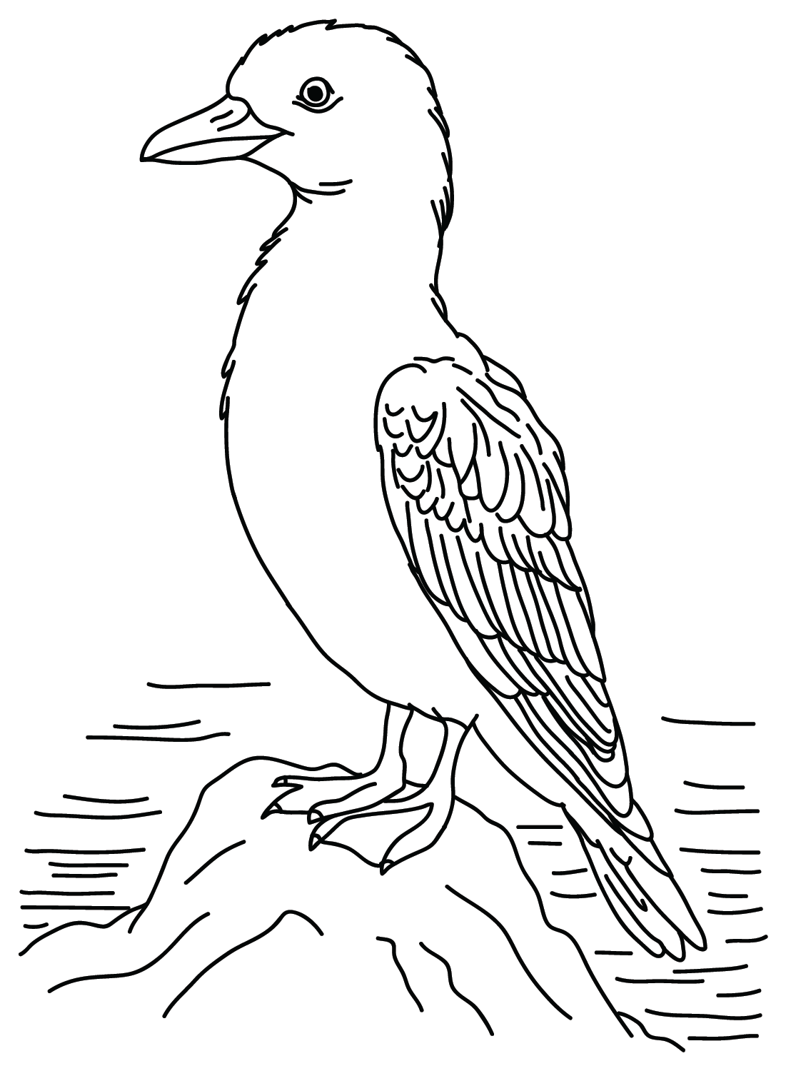 Картинки альбатросов для раскрашивания из Альбатроса