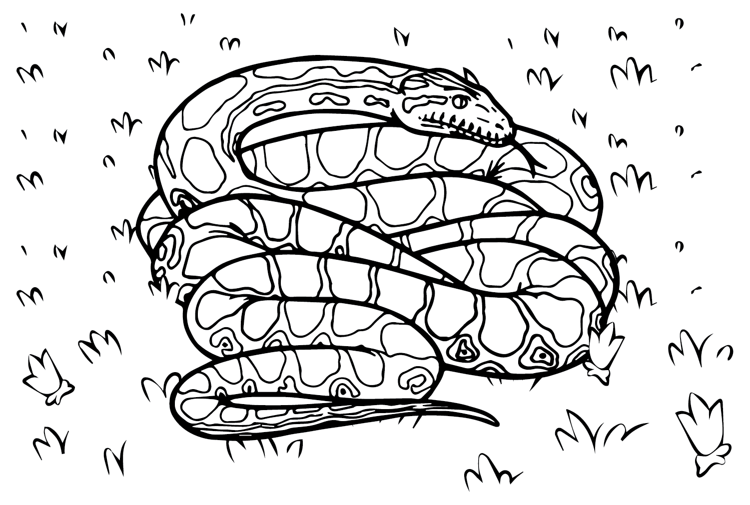 Anaconda, página para colorir PNG do Anaconda
