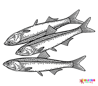 Anchovy Coloring Pages