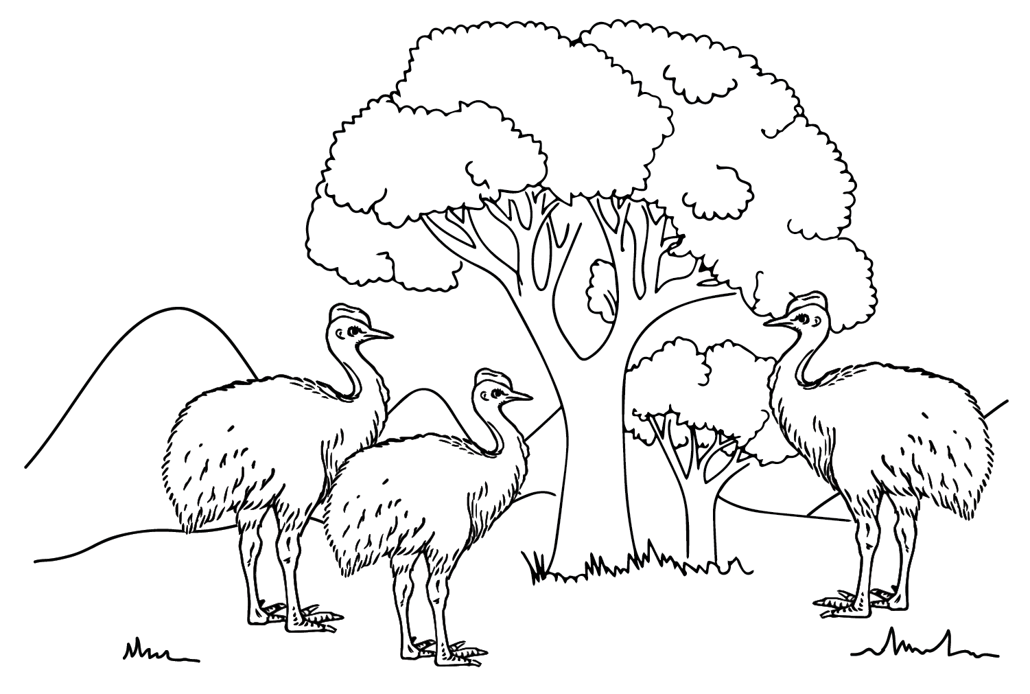 Cassowary Coloring Page Images from Cassowary