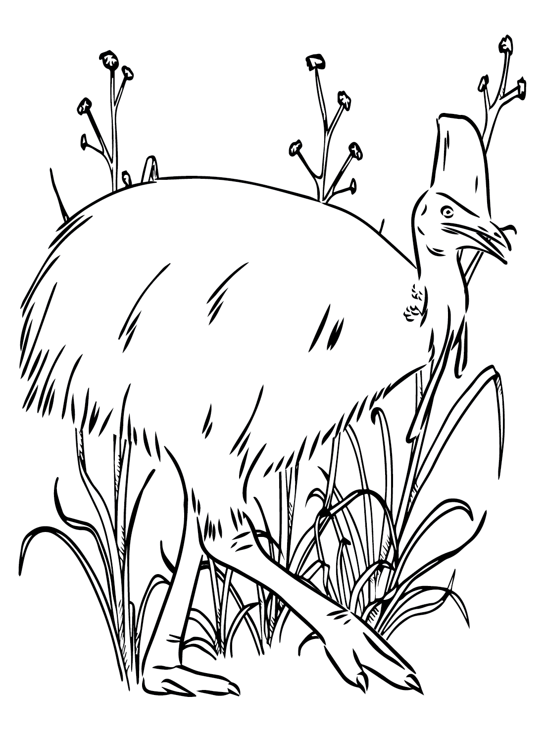 Cassowary Coloring Pages to Printable from Cassowary