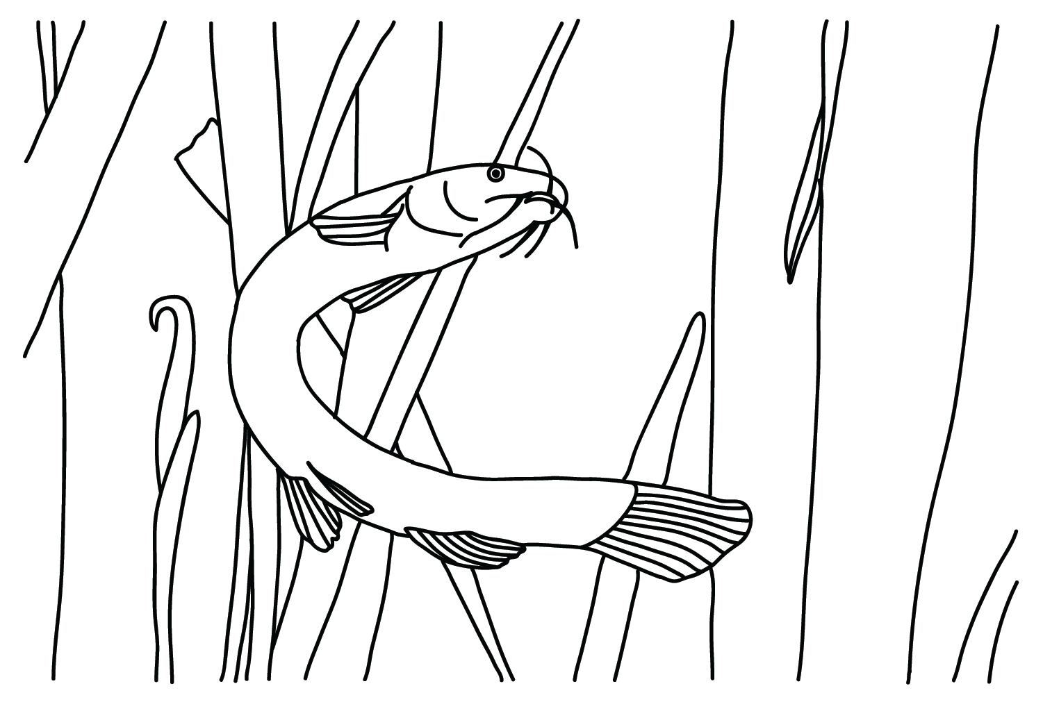 Desenhando Loach de Loach