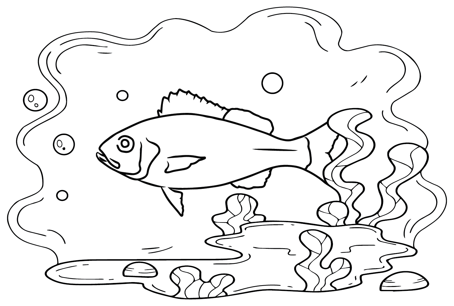 Peixe Pargo de Snapper