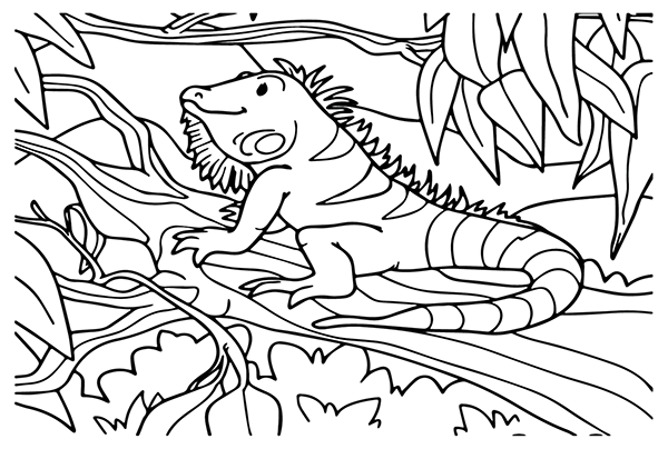 36 Free Printable Iguana Coloring Pages