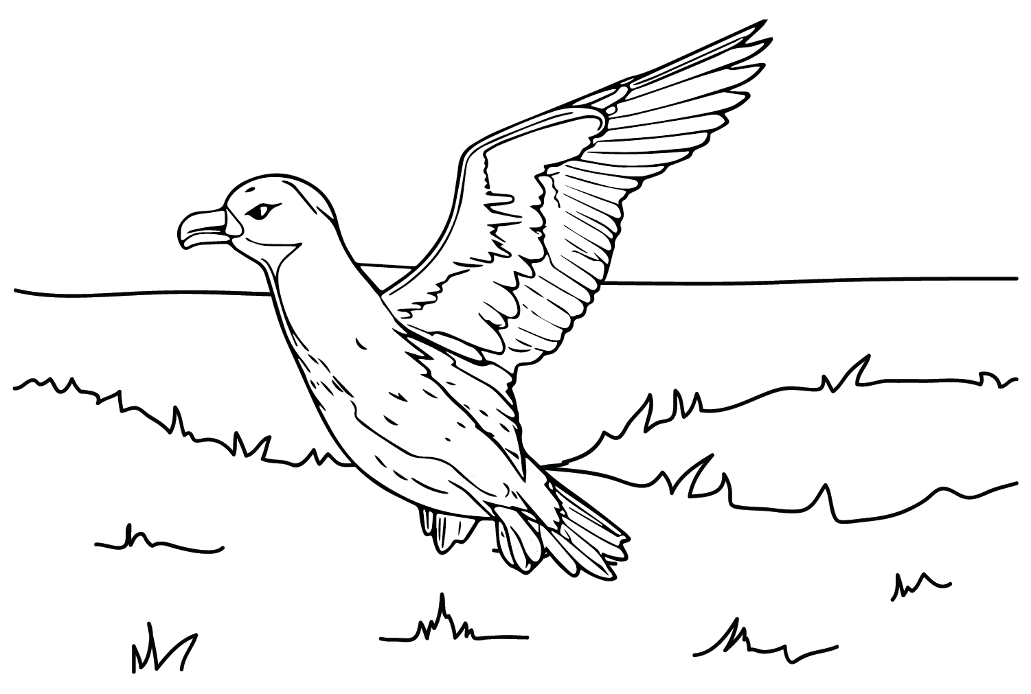 Bilder Albatros zum Ausmalen von Albatros