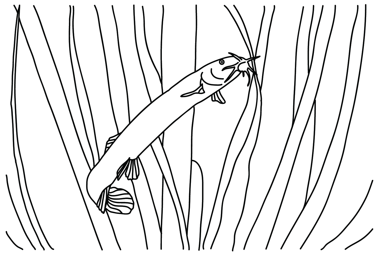 Desenho de Loach de Loach