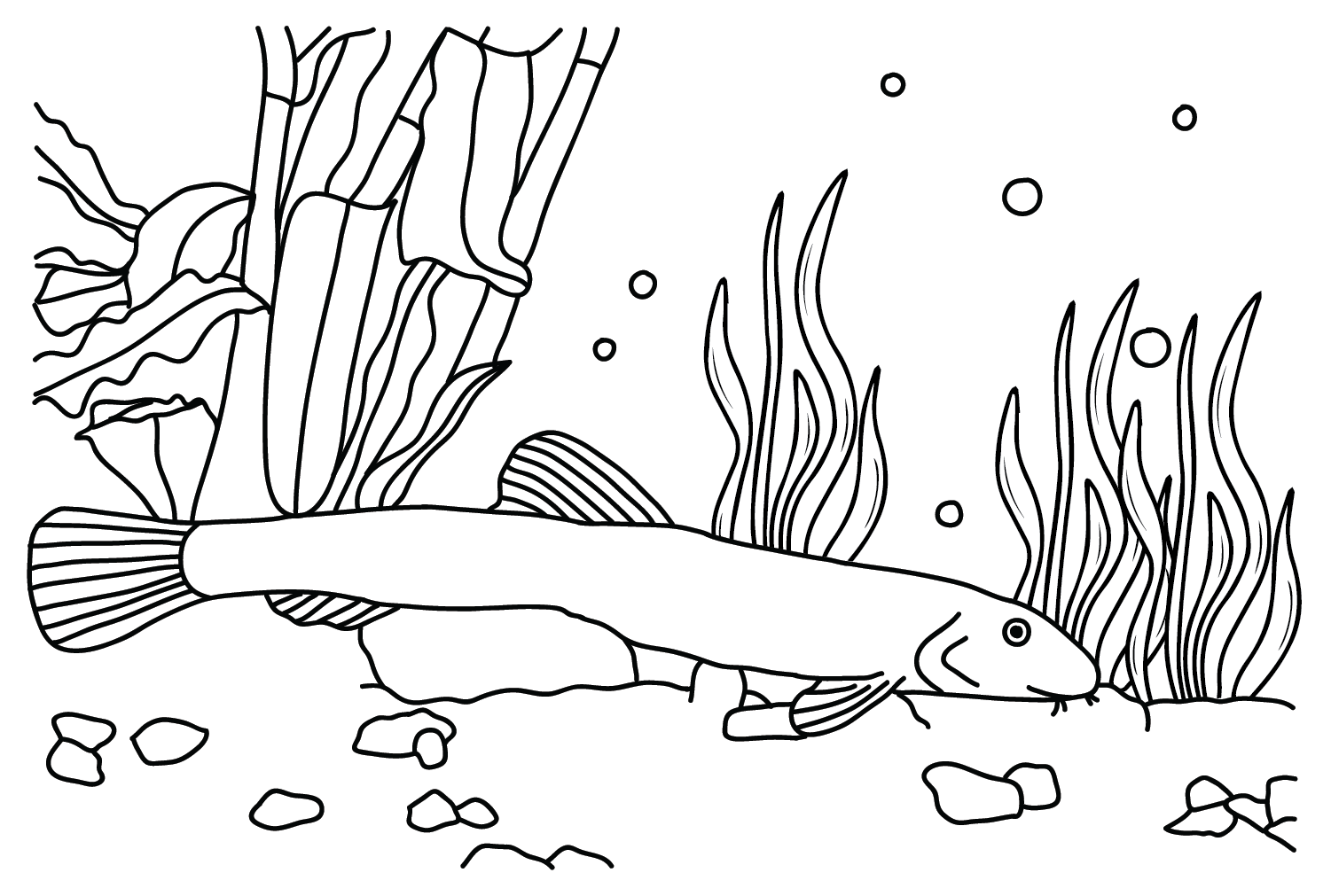 Loach Fish Coloring Page