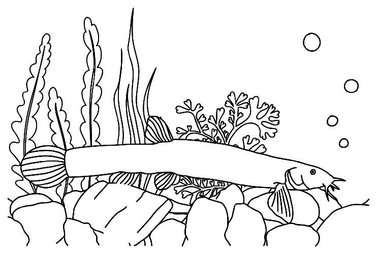 16 Free Printable Loach Coloring Pages
