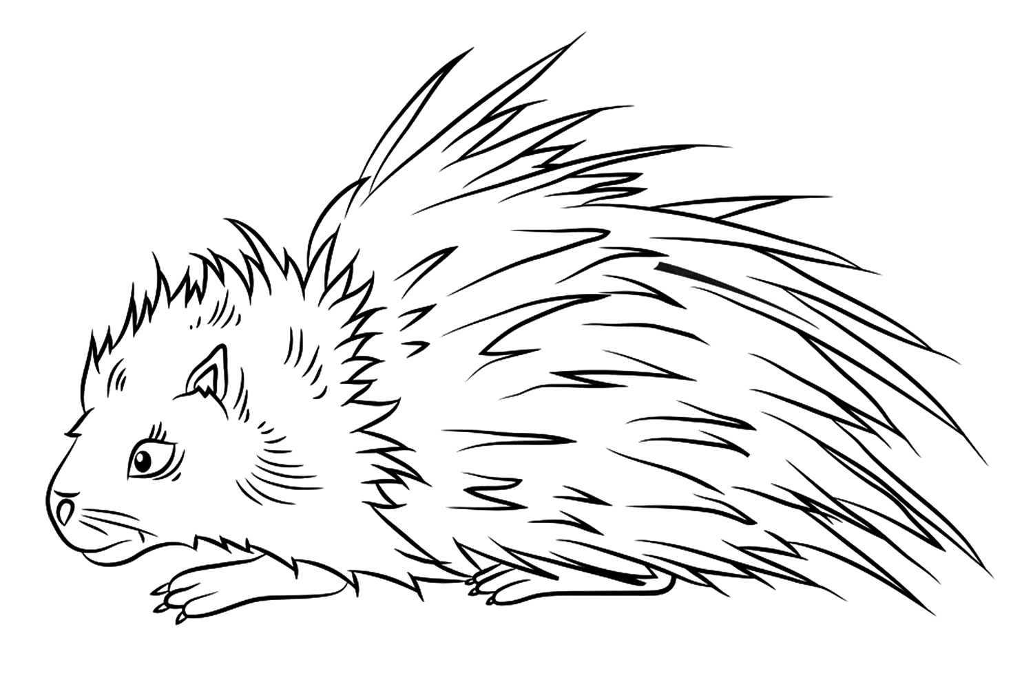 Image de contour de porc-épic à colorier de Porcupine