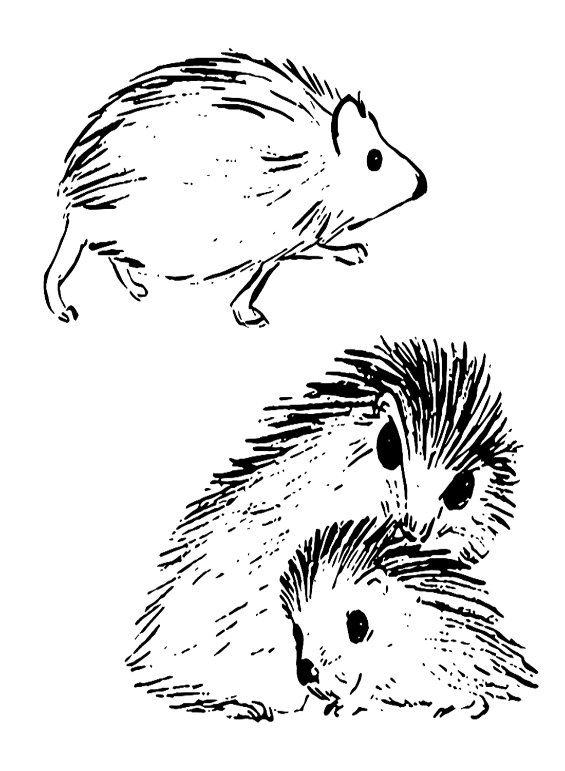 Porcupines Coloring Page To Download from Porcupine