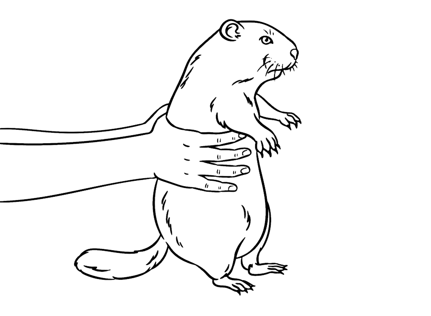 Realistische marmot die door marmot wordt gedragen