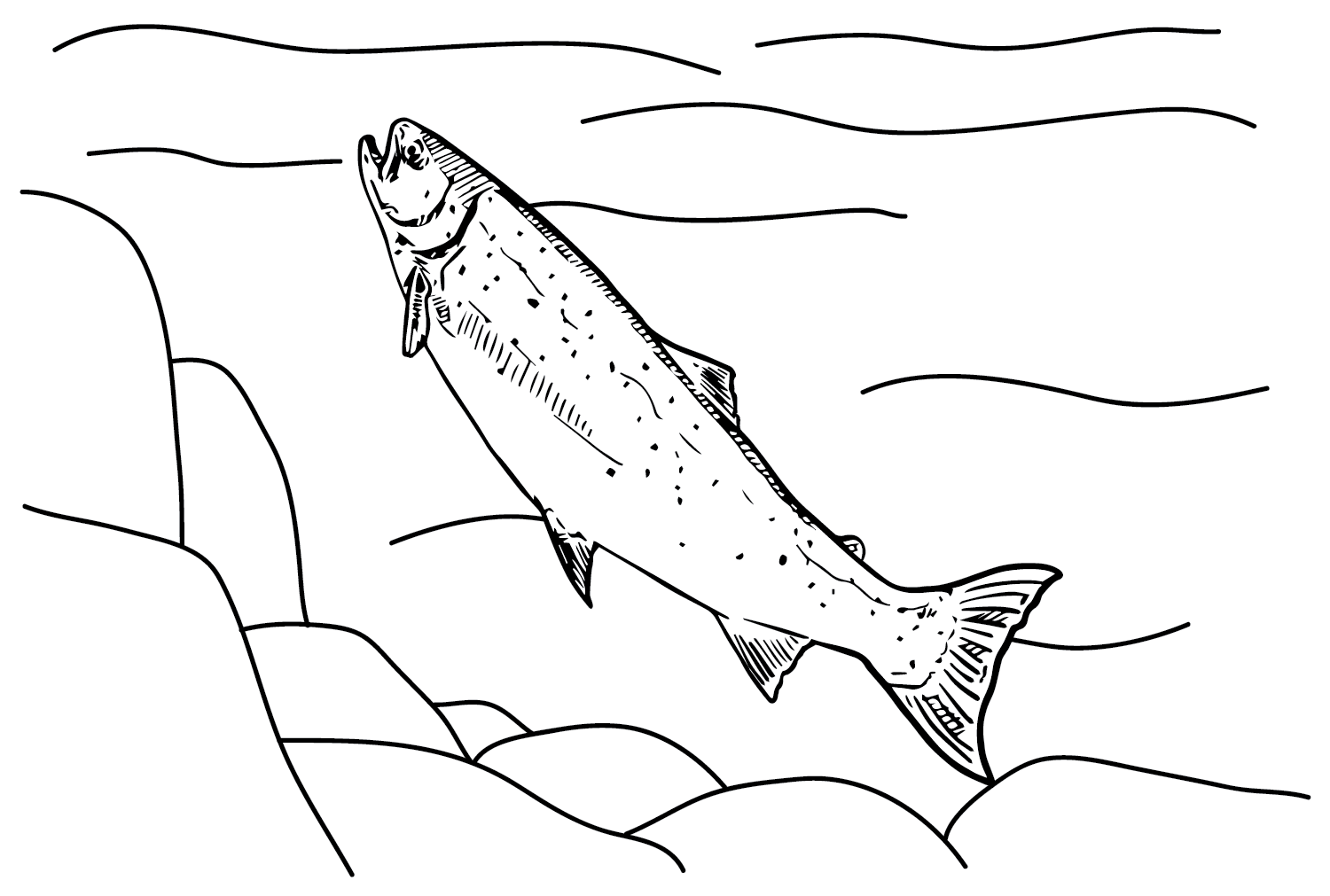 三文鱼 图片来自 Salmon