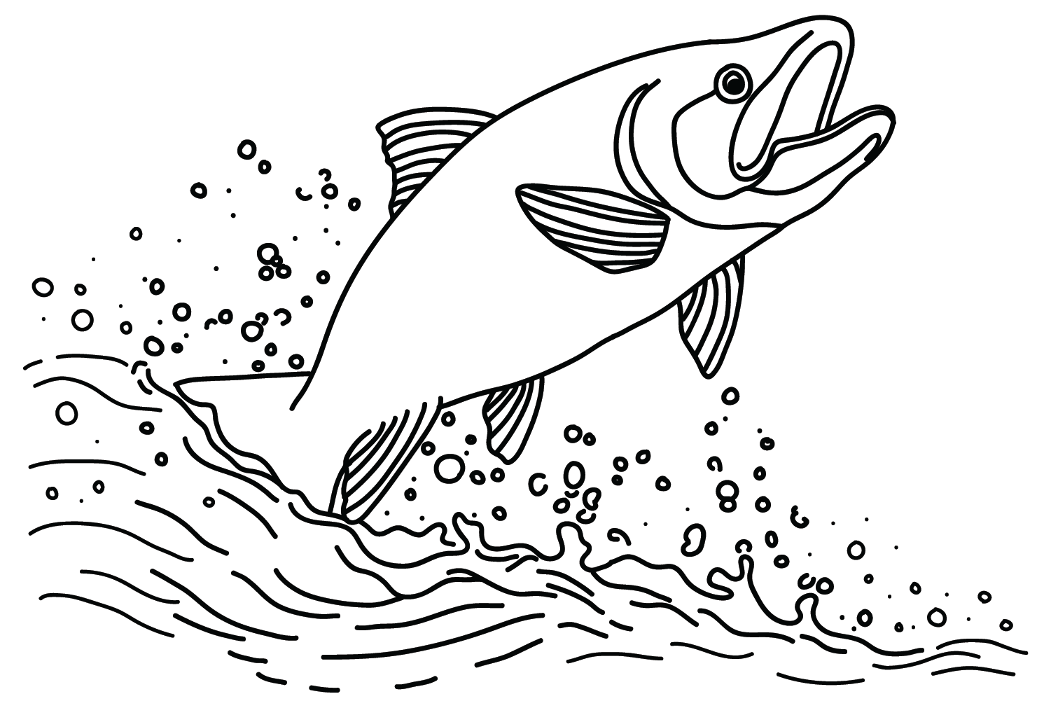 三文鱼在水上从鲑鱼