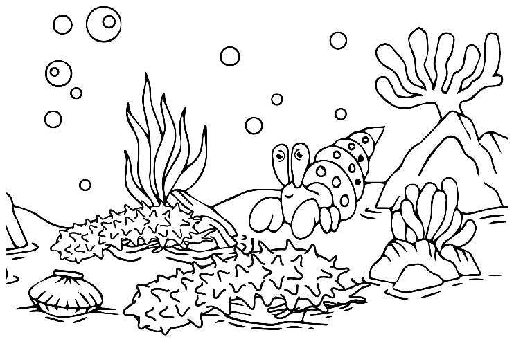 Pepino de mar en agua