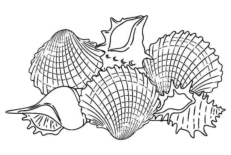 Caracóis-do-mar-e-Berbigão