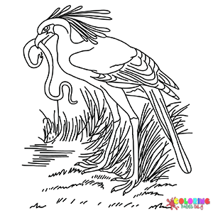 Secretarybird Coloring Pages