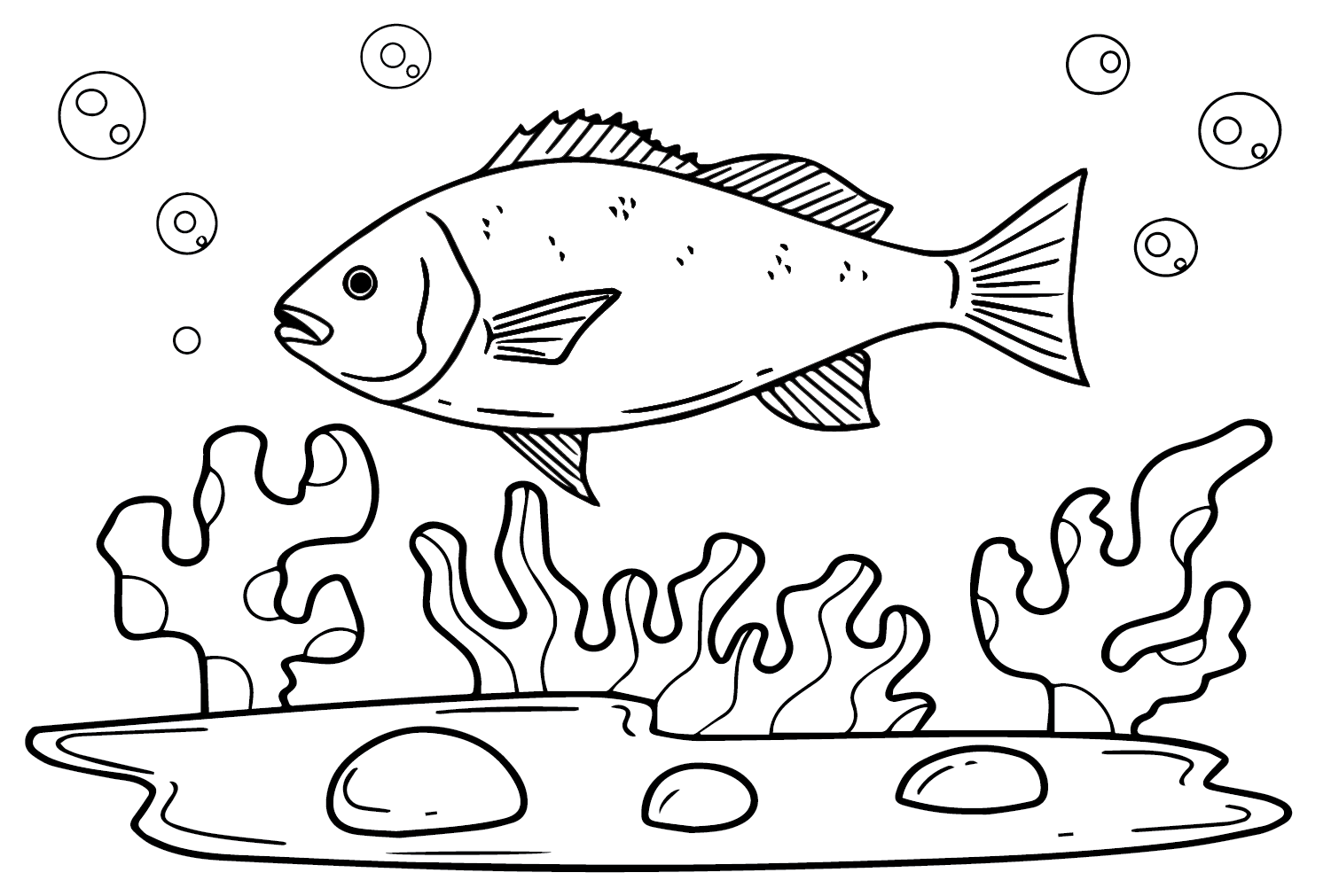 Peixe Pargo de Snapper