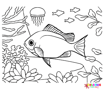 Snapper Coloring Pages