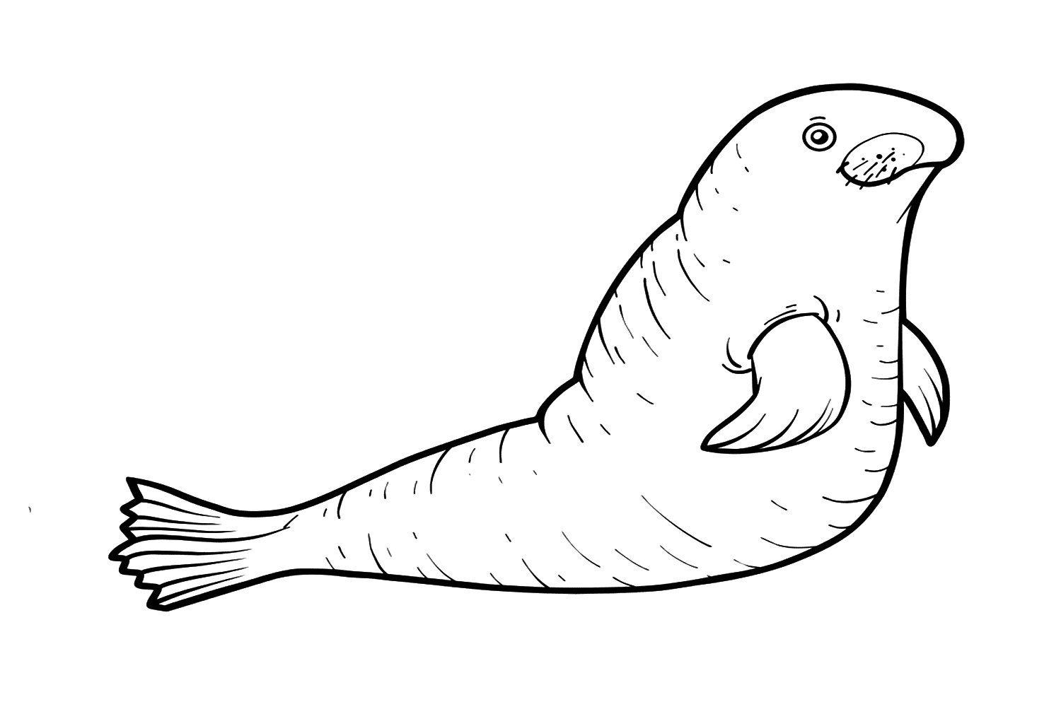 Southern Sea Lion from Sea Lion