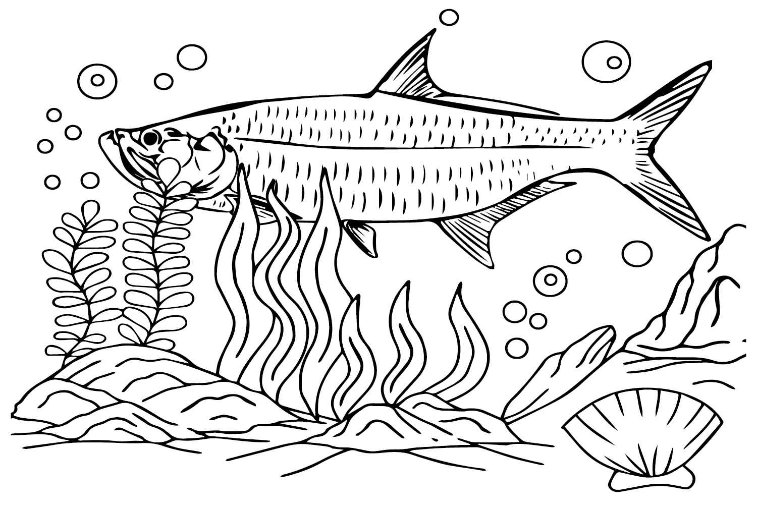 Tarpon Jump on the Water Coloring Pages - Tarpon Coloring Pages ...