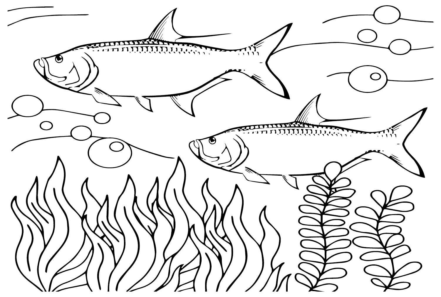 Tarpon Fish Coloring Page