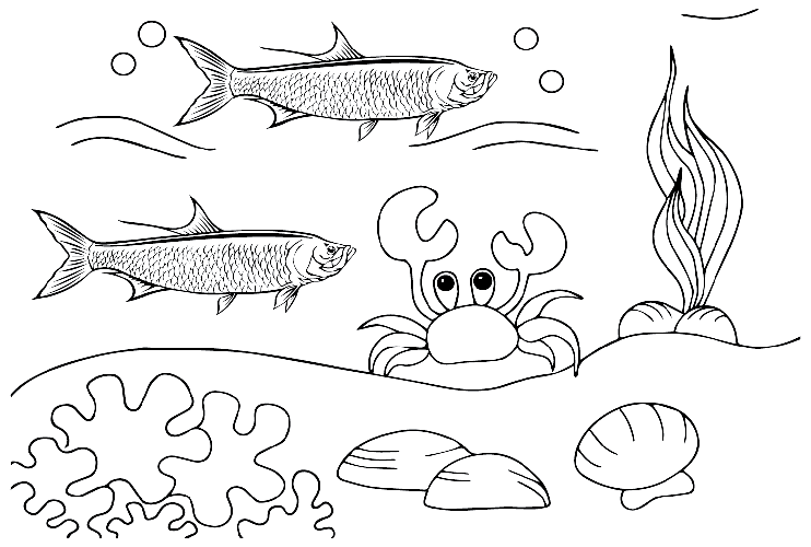海鲢和螃蟹