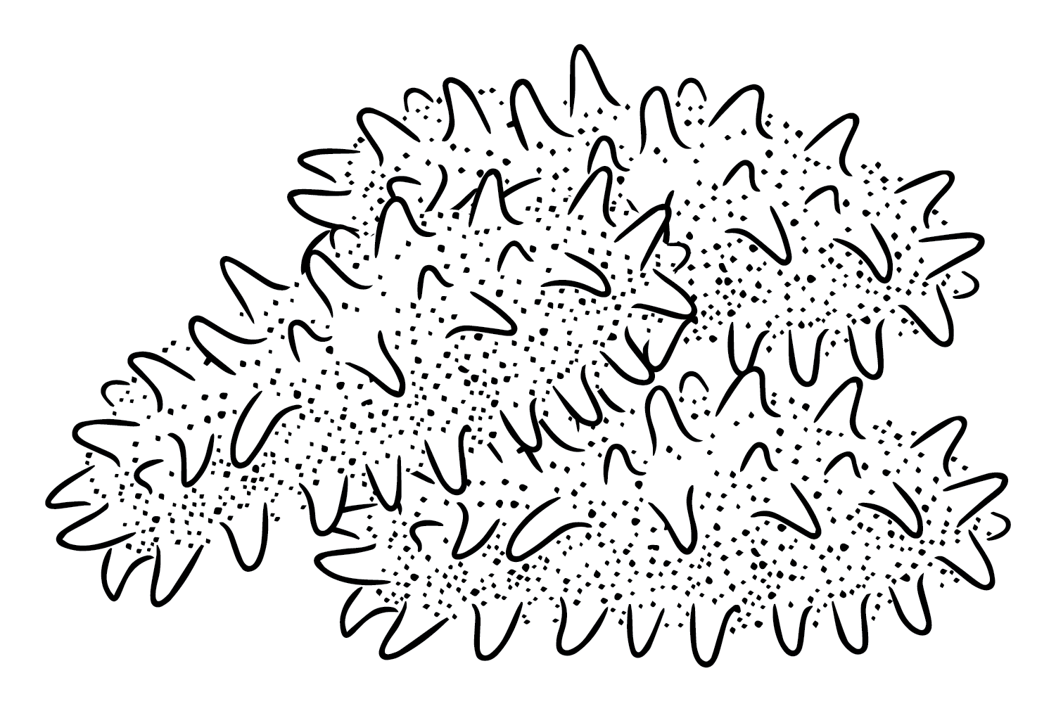 The Sea Cucumber Coloring Page - Free Printable Coloring Pages