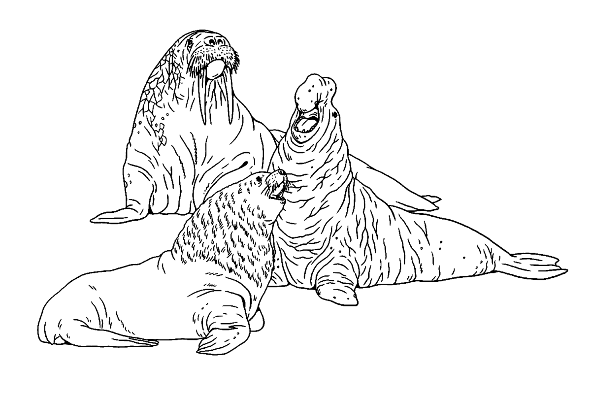 25 Free Printable Sea Lion Coloring Pages