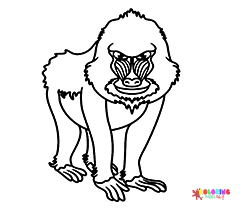 Mandrill Coloring Pages