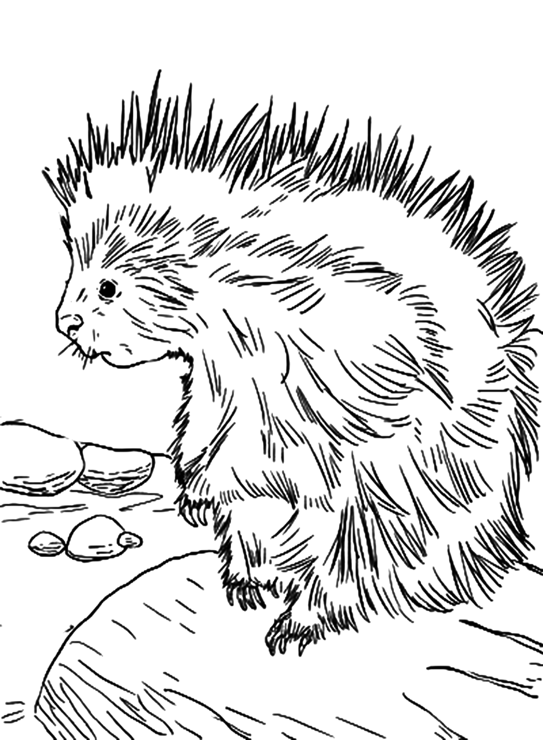 Милая раскраска дикобраза для взрослых от Porcupine