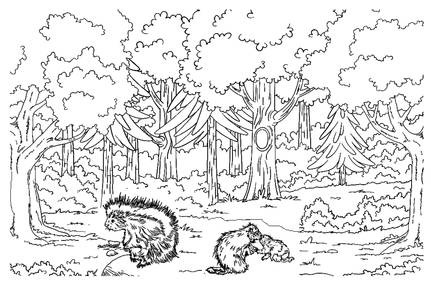Family Of Porcupine Coloring Sheet from Porcupine