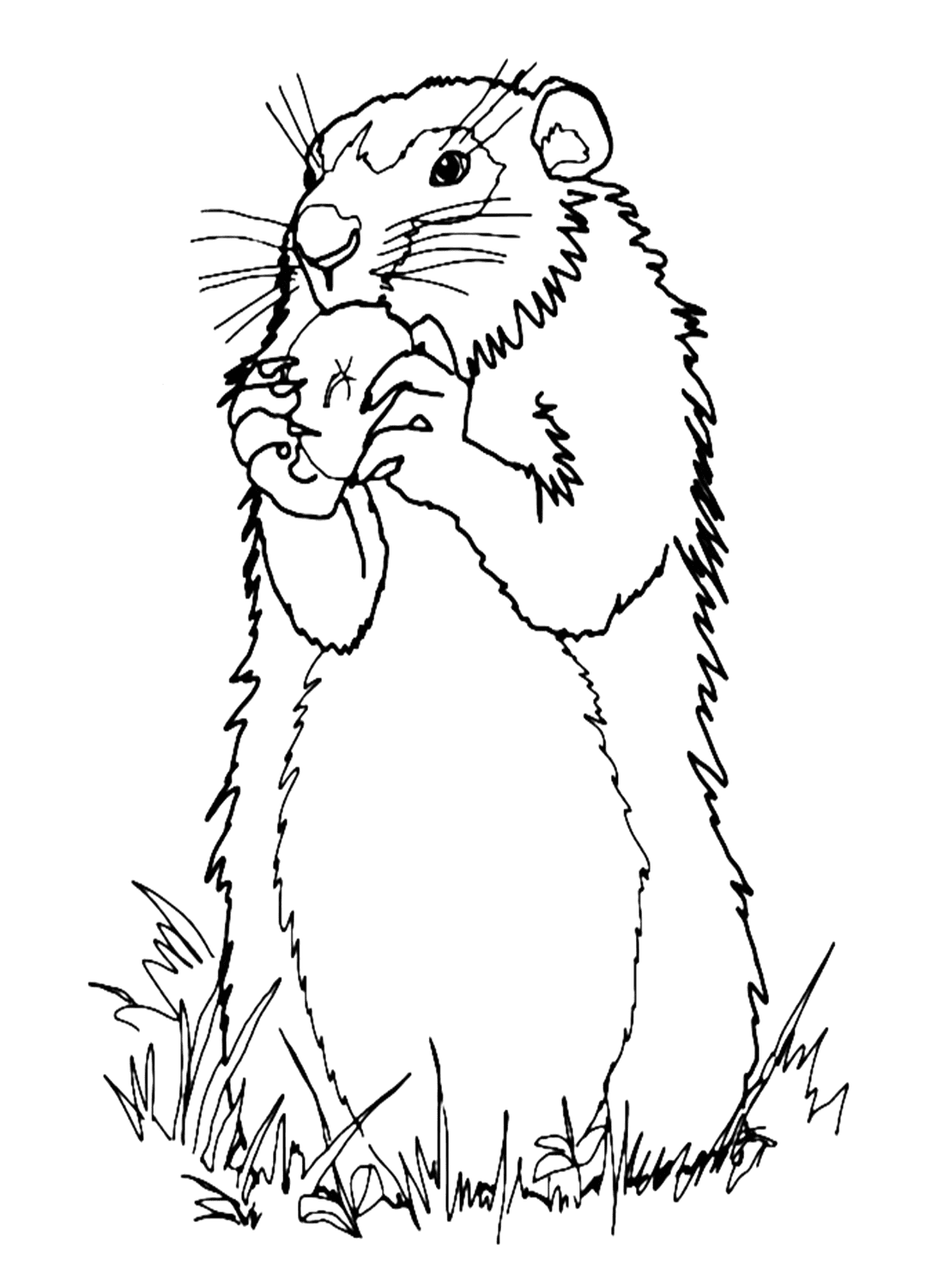 24 Free Printable Marmot Coloring Pages