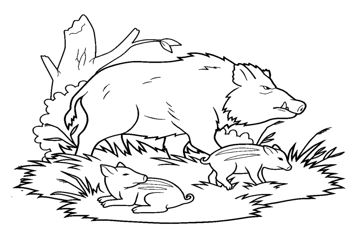 Malvorlagen Wildschwein – Kostenlose Malvorlagen zum Ausdrucken
