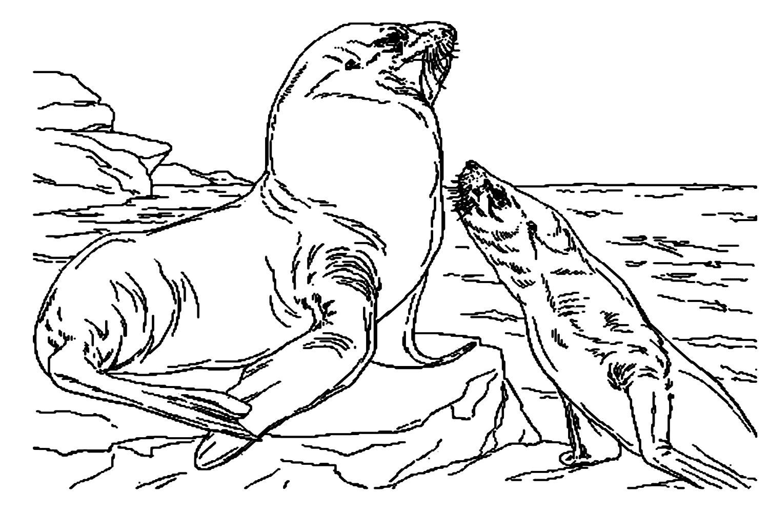 Мать морского льва и детеныш морского льва